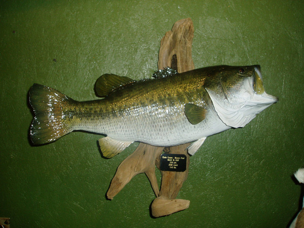 DEL TORO 25 1/5' 11+ LBS - Fish