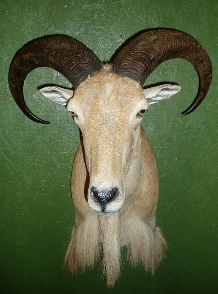 NEUFELD - Sheep/Antelope