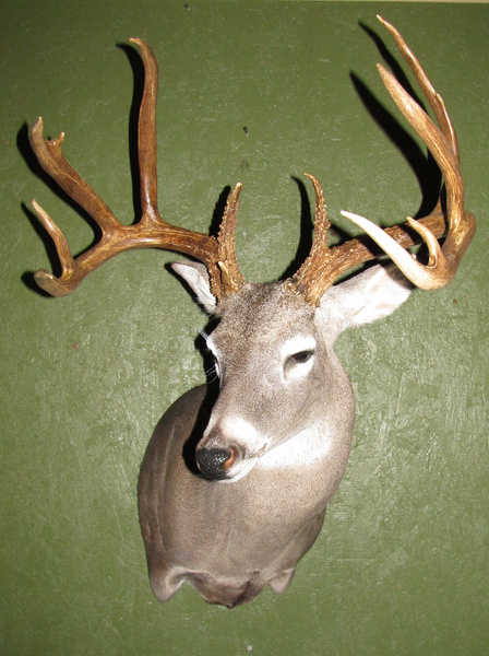 LEE HEAD DOWN - Shoulder Mounts