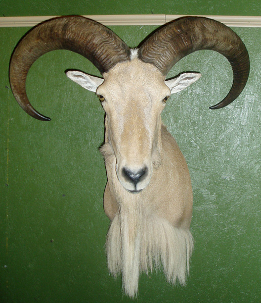 KNIGHT - Sheep/Antelope
