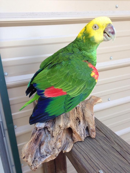 PARROT - Birds