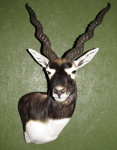 GUI - Sheep/Antelope