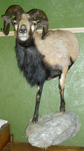 BAKER - Lifesize & 1/2 Lifesize Large Animals