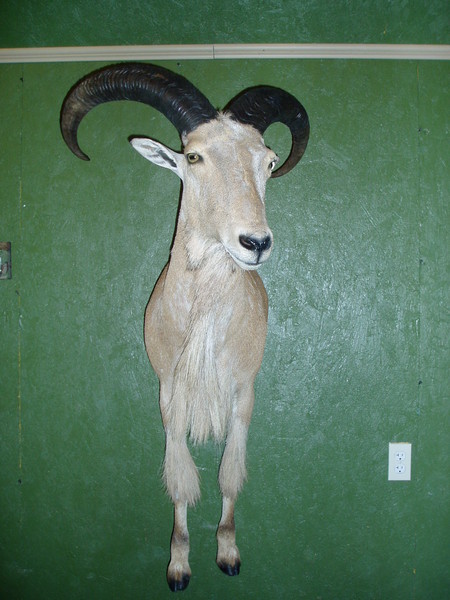 Aoudad - E. Donhauser - Lifesize & 1/2 Lifesize Large Animals