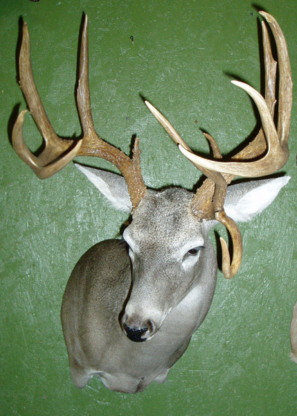 FRAZIER - Shoulder Mounts