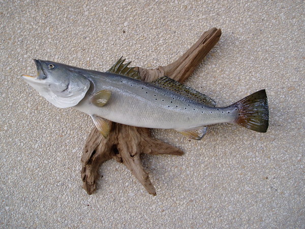 SPECKLED TROUT - Fish
