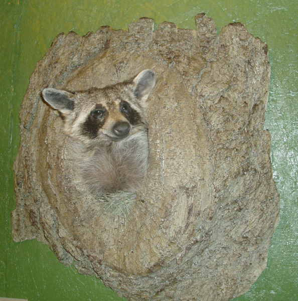 COON IN LOG - Small Animals