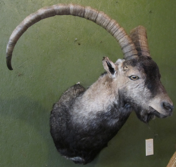 BOWLING - Sheep/Antelope