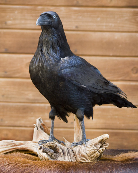 Crow-Drew - Birds