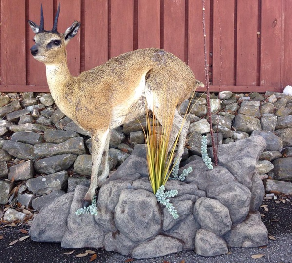 DUNN-KLIPSPRINGER - Lifesize & 1/2 Lifesize Large Animals