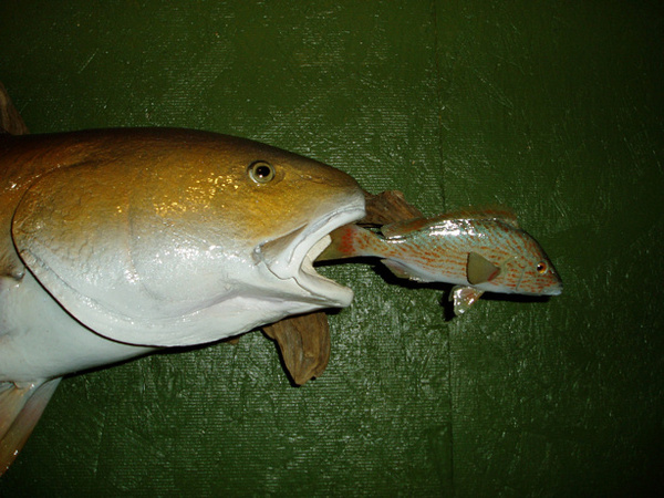 GARZA - Fish