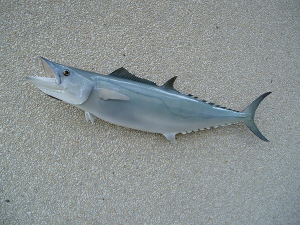 KINGFISH-C. ROBERTSON - Fish