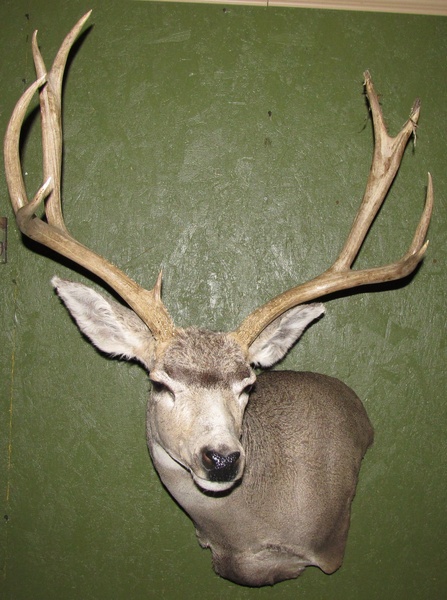 KELLER - Shoulder Mounts