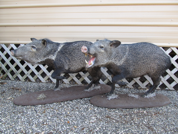 MORRIS - Hogs and Javelina