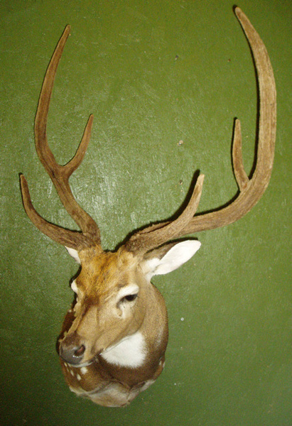 J. MILLER - Exotic/ African Shld Mounts