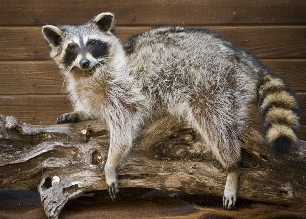 Raccoon- A. Flores - Small Animals