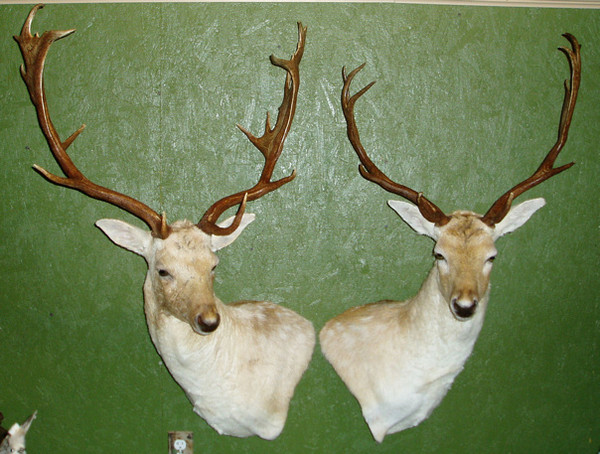 Troy & Jenny Maurice - Exotic/ African Shld Mounts