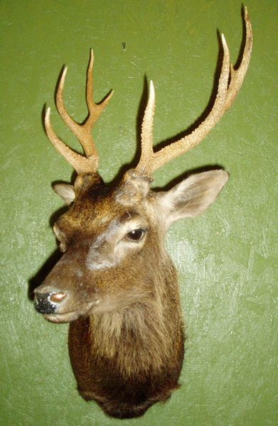 BRAENDLE - Exotic/ African Shld Mounts