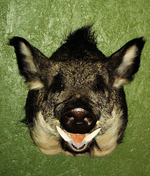 SMITH - Hogs and Javelina