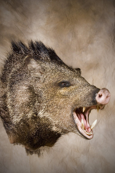  - Hogs and Javelina