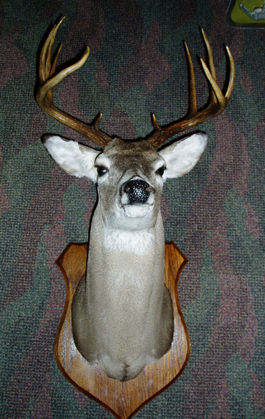 AFTER-SAME WOOD - Shoulder Mounts
