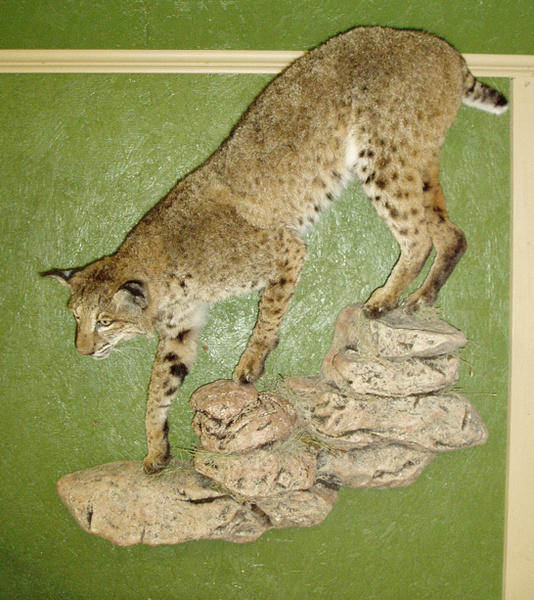 MENARD - Small Animals