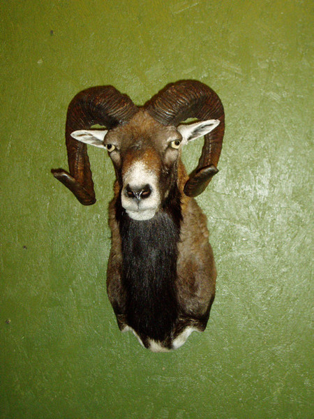 Mouflan-Arredondo - Sheep/Antelope