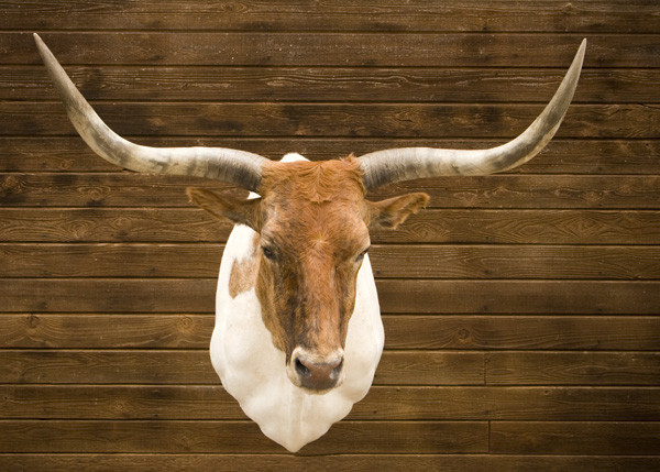 Longhorn - Joe Reeves - Shoulder Mounts
