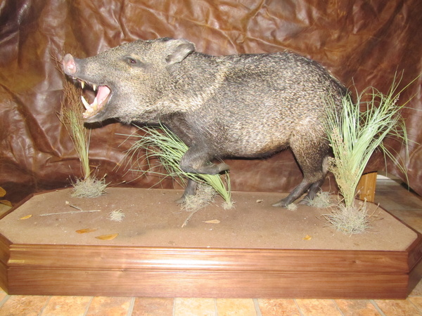 DANIEL DEFENSE - Hogs and Javelina