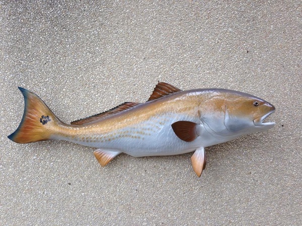 GARY BACON - Fish