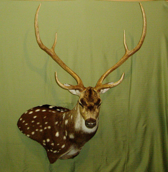 BREDA - Exotic/ African Shld Mounts