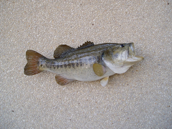 Les Haby - Fish
