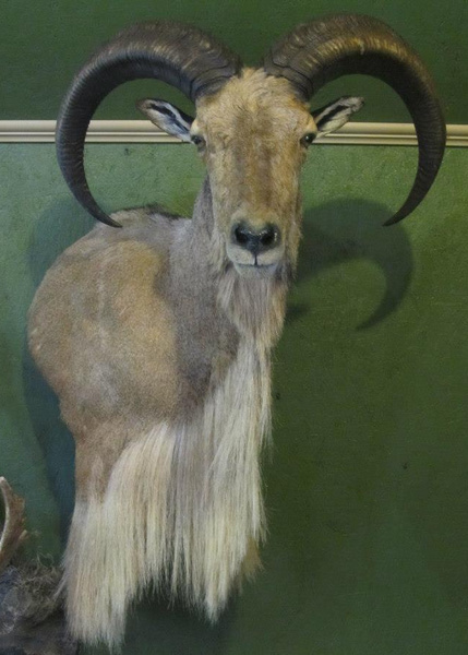 DIXON - Sheep/Antelope