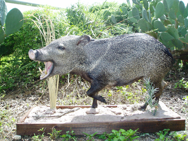 NALL - Hogs and Javelina