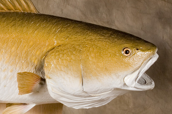  - Fish