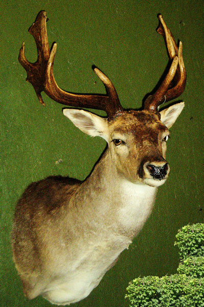 TOM - Exotic/ African Shld Mounts
