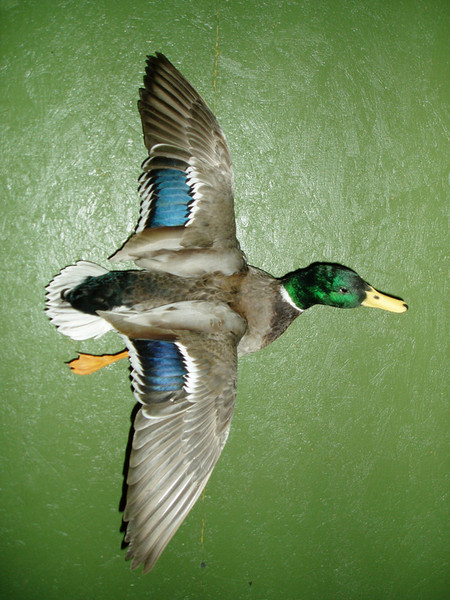 LEO CANALES- MALLARD - Birds