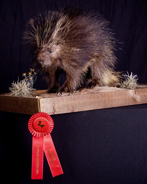 Porcupine 2nd Place - Small Animals