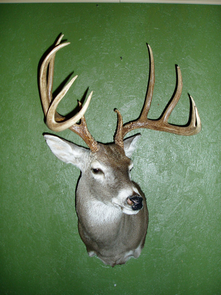 RIHN - Shoulder Mounts