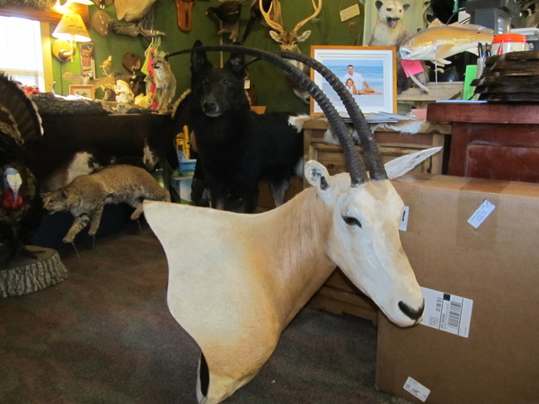 ALBRIGHT - Sheep/Antelope