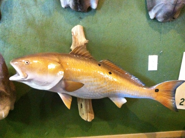PITTS - Fish