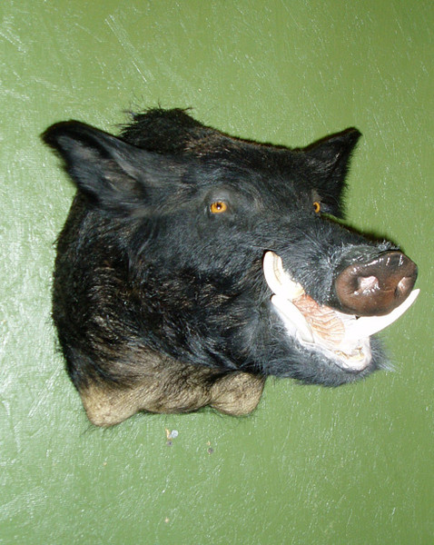 Drew - Hogs and Javelina