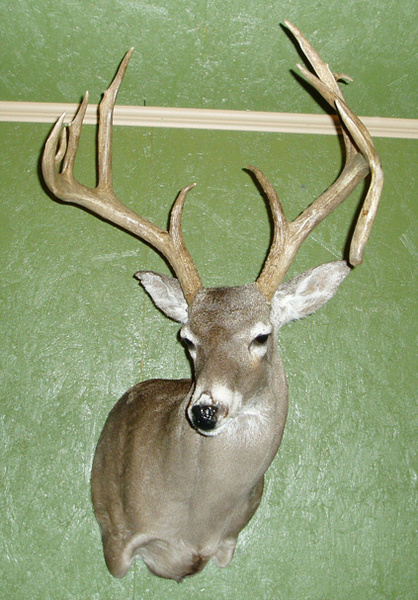A. LUNA - Shoulder Mounts