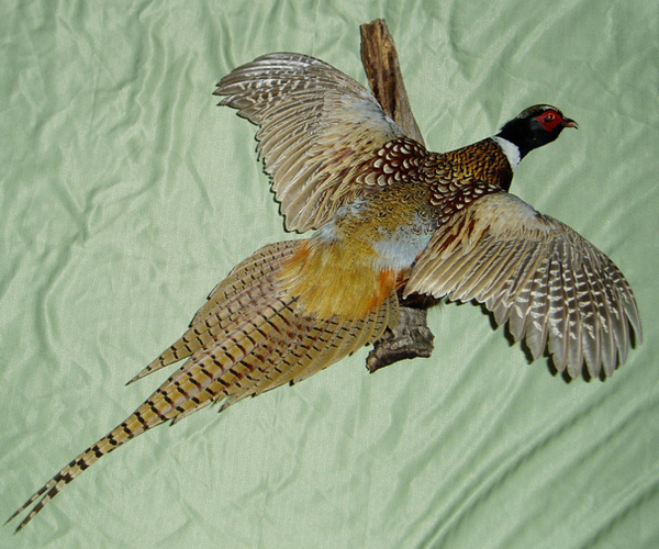 NAEGELIN - Birds