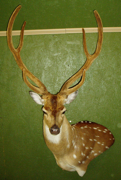 PRZYBYLSKI - Exotic/ African Shld Mounts
