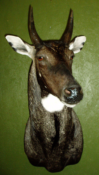 TATE - Sheep/Antelope