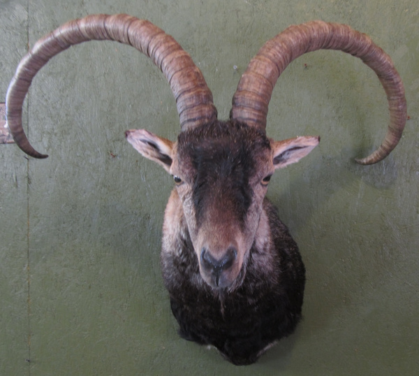 BOWLING GREDOS IBEX - Sheep/Antelope