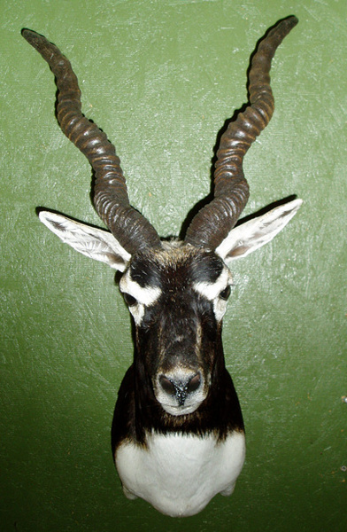 ESTRADA - Sheep/Antelope