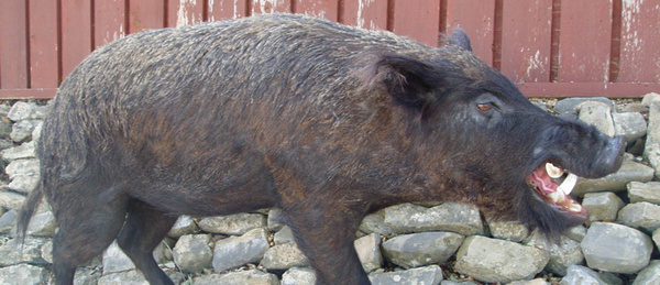 BILL MORRIS - Hogs and Javelina