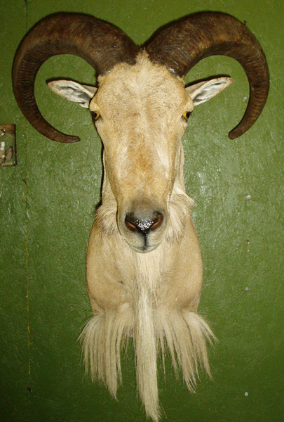 HENDRICKS - Sheep/Antelope